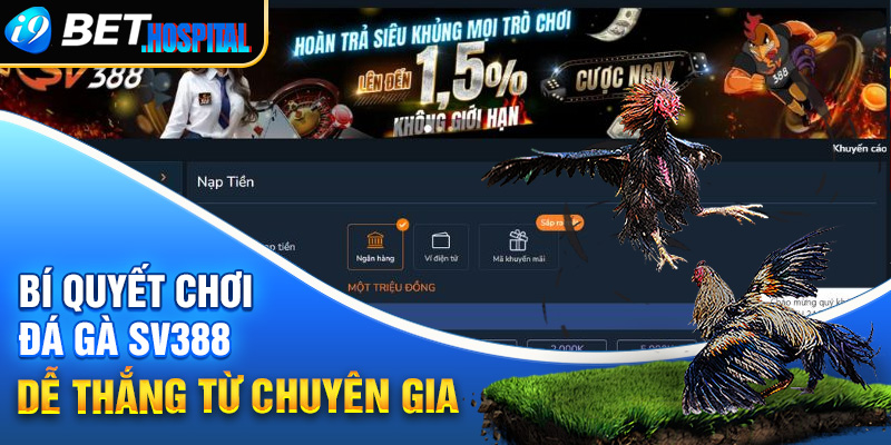 Bí quyết chơi đá gà SV388 dễ thắng từ chuyên gia