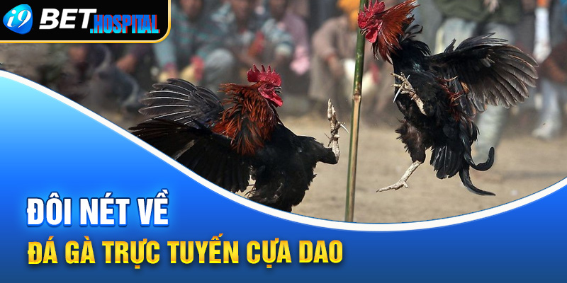 Đôi nét về đá gà trực tuyến cựa dao